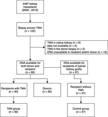 MCPggaac haplotype is associated with poor graft survival in kidney transplant recipients with de novo thrombotic microangiopathy